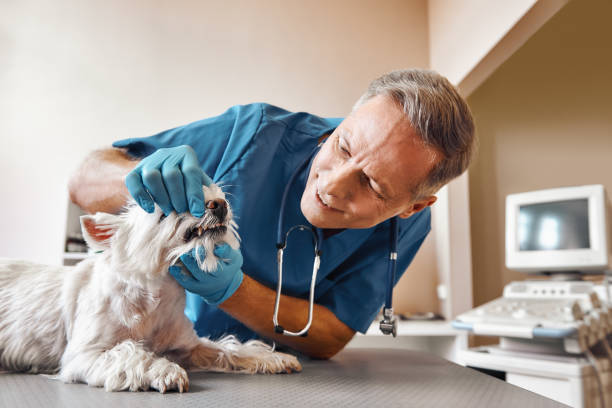Best Knocked-Out Tooth (Avulsed Tooth) Treatment in Amelia, OH